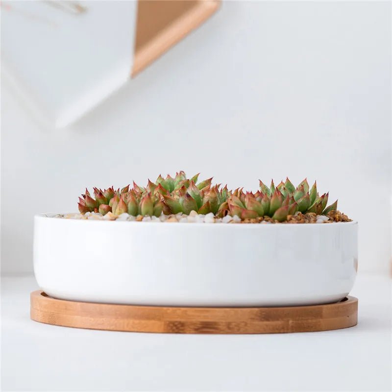 Minimalist White Ceramic Flowerpots with BambooTray Succulent Plant Rounded Desktop Pot Small Bonsai Pots Green Planters - Fiesta VelloreMinimalist White Ceramic Flowerpots with BambooTray Succulent Plant Rounded Desktop Pot Small Bonsai Pots Green PlantersFiesta VelloreFiesta Vellore175214078;20251225;1766621711rYxOaAS pipicture showsLargeH7576f7594ec24d0b9a8928af43c48156H