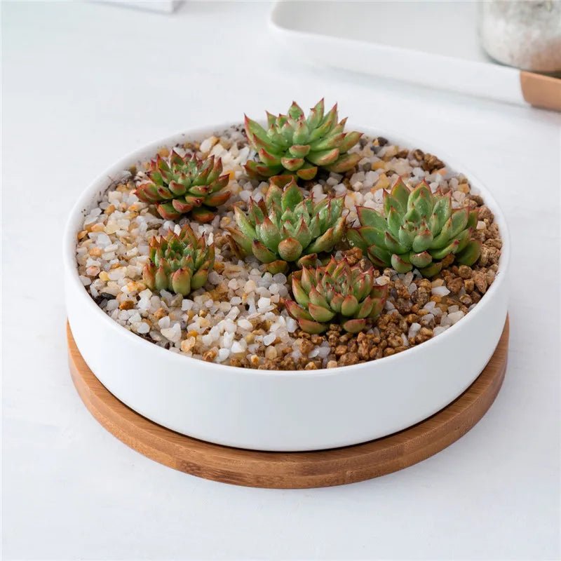 Minimalist White Ceramic Flowerpots with BambooTray Succulent Plant Rounded Desktop Pot Small Bonsai Pots Green Planters - Fiesta VelloreMinimalist White Ceramic Flowerpots with BambooTray Succulent Plant Rounded Desktop Pot Small Bonsai Pots Green PlantersFiesta VelloreFiesta Vellore175214078;20251225;1766621711rYxOaAS pipicture showsLargeH53d3c465e9b646ecb078586447e466c3i