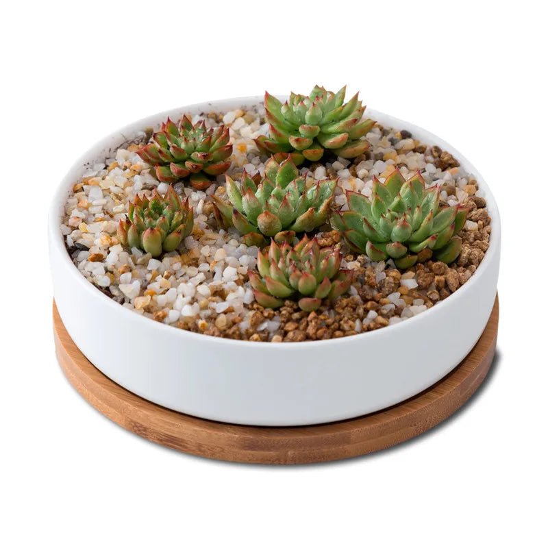 Minimalist White Ceramic Flowerpots with BambooTray Succulent Plant Rounded Desktop Pot Small Bonsai Pots Green Planters - Fiesta VelloreMinimalist White Ceramic Flowerpots with BambooTray Succulent Plant Rounded Desktop Pot Small Bonsai Pots Green PlantersFiesta VelloreFiesta Vellore175214078;20251225;1766621711rYxOaAS pipicture showsLargeHdd69f9c1f1dc4af2b87800b854145537m
