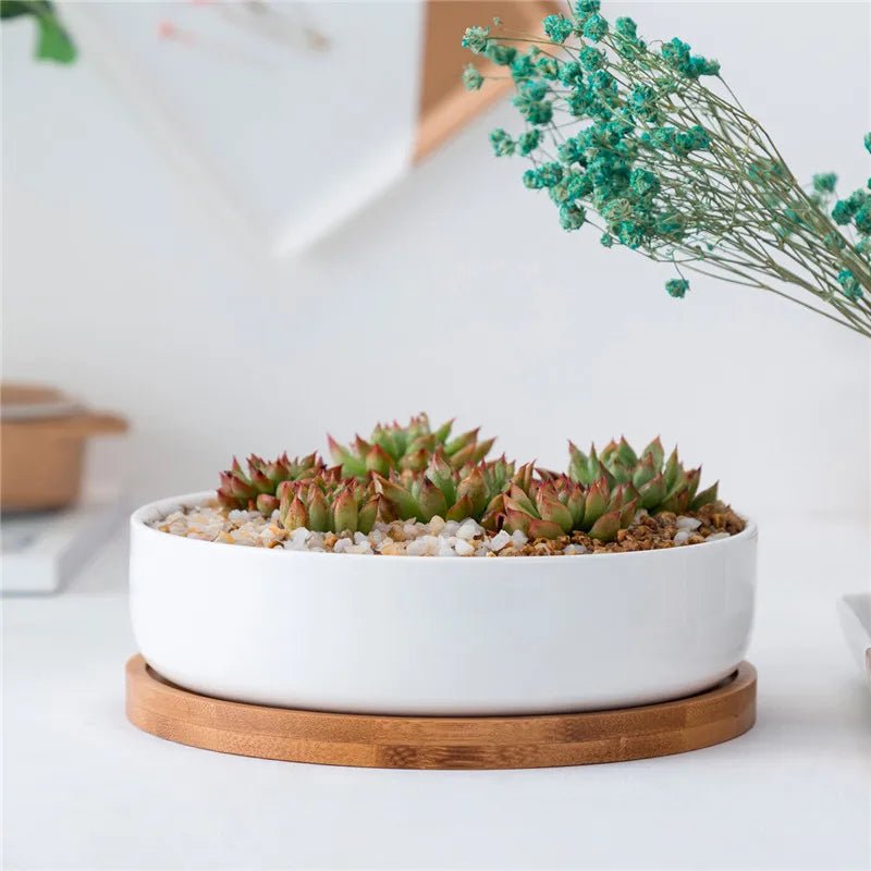 Minimalist White Ceramic Flowerpots with BambooTray Succulent Plant Rounded Desktop Pot Small Bonsai Pots Green Planters - Fiesta VelloreMinimalist White Ceramic Flowerpots with BambooTray Succulent Plant Rounded Desktop Pot Small Bonsai Pots Green PlantersFiesta VelloreFiesta Vellore175214078;20251225;1766621711rYxOaAS pipicture showsLargeHf523b49b8f99422a9e6da0baee92d46dO